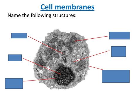 Name the following structures: