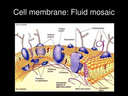 Cell membrane: Fluid mosaic