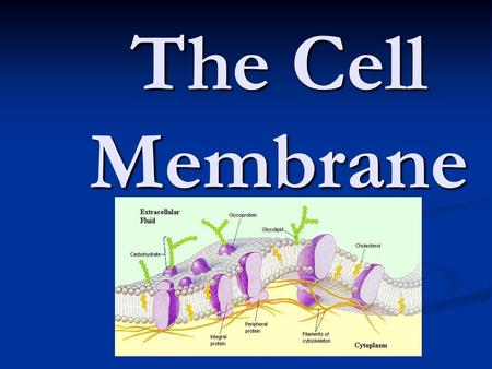 The Cell Membrane.