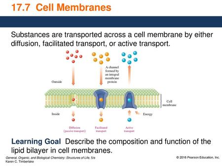 17.7 Cell Membranes Substances are transported across a cell membrane by either diffusion, facilitated transport, or active transport. Learning Goal.