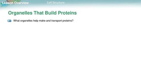 Organelles That Build Proteins