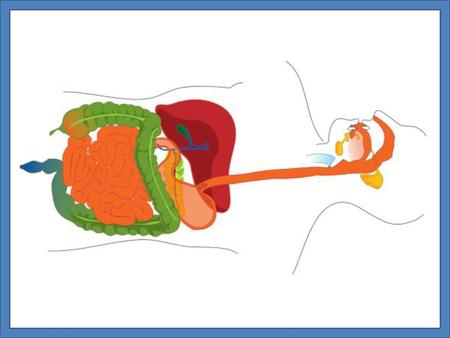 Digestive Organ Function Digestive Organ Function