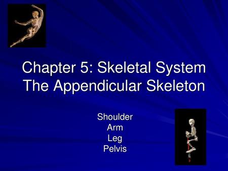 Chapter 5: Skeletal System The Appendicular Skeleton