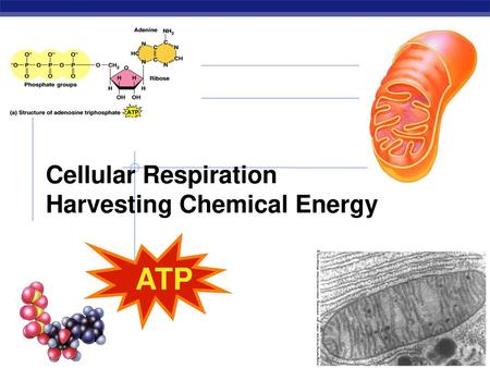 Cellular Respiration Harvesting Chemical Energy