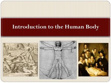 Introduction to the Human Body