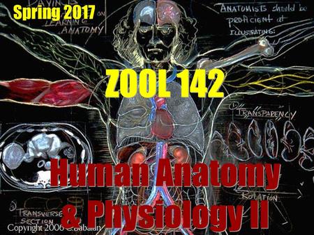 Human Anatomy & Physiology II