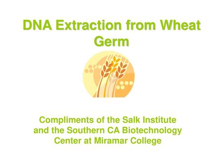 DNA Extraction from Wheat Germ