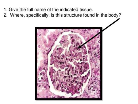 1. Give the full name of the indicated tissue. 2