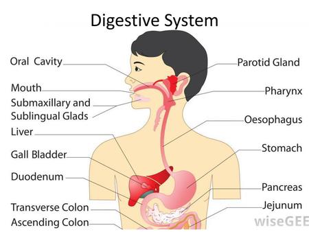 Digestive System.