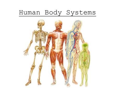 Human Body Systems.