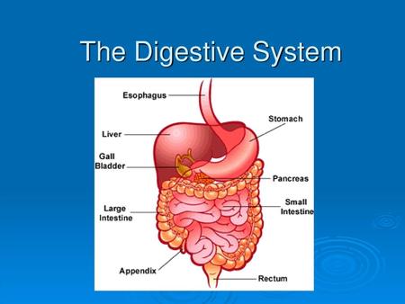 The Digestive System.