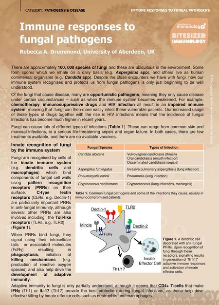 Immune responses to fungal pathogens