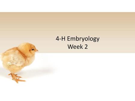 4-H Embryology Week 2.