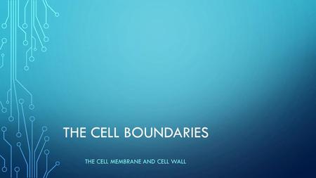 The cell membrane and cell wall