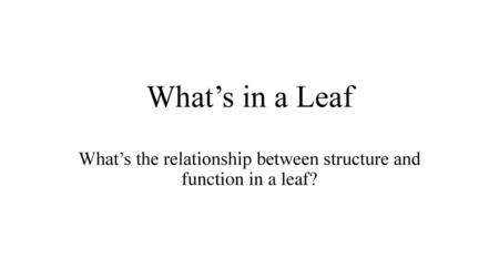 What’s the relationship between structure and function in a leaf?