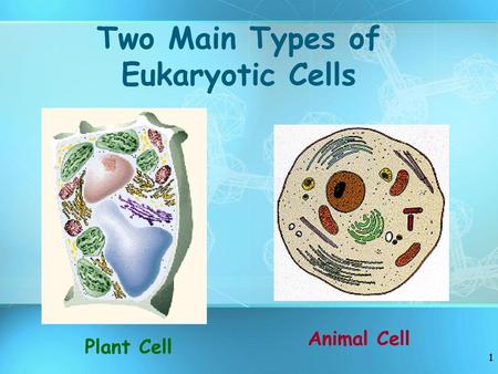 Two Main Types of Eukaryotic Cells