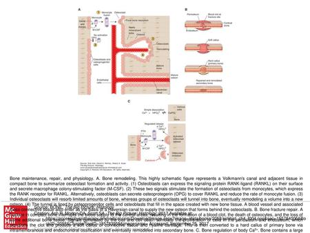 Bone maintenance, repair, and physiology. A. Bone remodeling