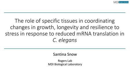 Santina Snow Rogers Lab MDI Biological Laboratory