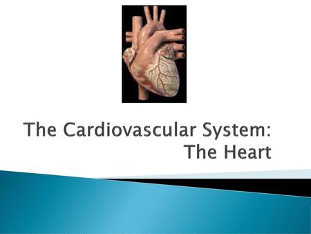 The Cardiovascular System: The Heart