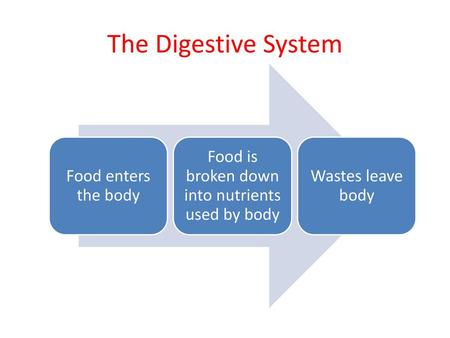 Food is broken down into nutrients used by body