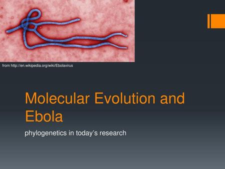 Molecular Evolution and Ebola