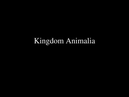 Kingdom Animalia.