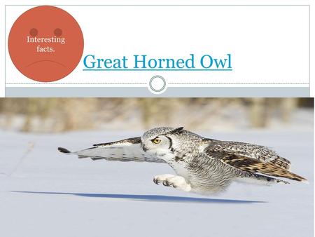 Interesting facts. Great Horned Owl.