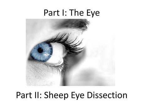 Part I: The Eye Part II: Sheep Eye Dissection