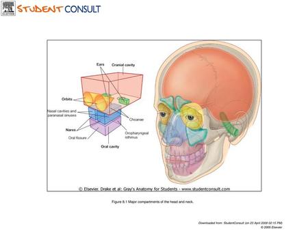 Figure 8.1 Major compartments of the head and neck.