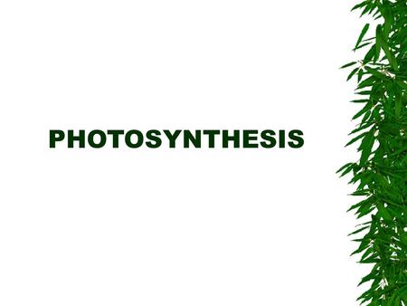 PHOTOSYNTHESIS.