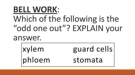 xylem guard cells phloem stomata