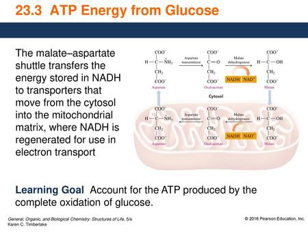 23.3 ATP Energy from Glucose