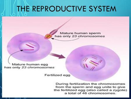 The Reproductive System