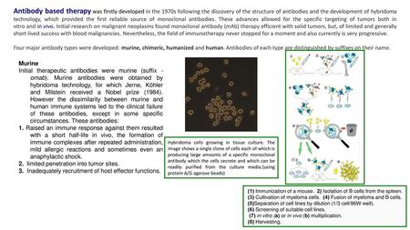 Antibody based therapy was firstly developed in the 1970s following the discovery of the structure of antibodies and the development of hybridoma technology,