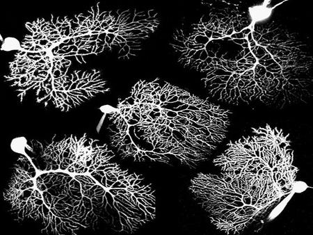 Dendritic computation. Passive contributions to computation Active contributions to computation Dendrites as computational elements: Examples Dendritic.