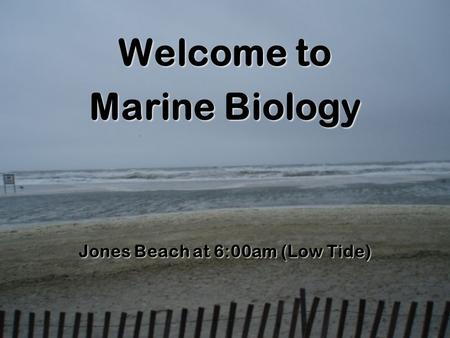 Welcome to Marine Biology Jones Beach at 6:00am (Low Tide)