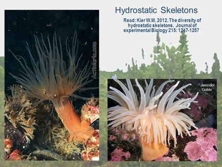 Hydrostatic Skeletons Read: Kier W.M. 2012. The diversity of hydrostatic skeletons. Journal of experimental Biology 215: 1247-1257, Jennifer Goble.