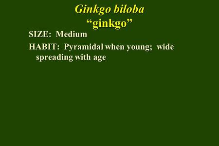 Ginkgo biloba ginkgo SIZE: Medium HABIT: Pyramidal when young; wide spreading with age.