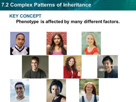 KEY CONCEPT  Phenotype is affected by many different factors.