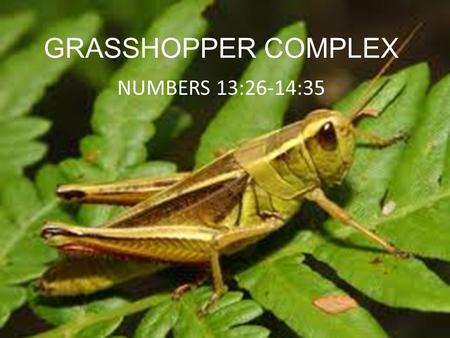 GRASSHOPPER COMPLEX NUMBERS 13:26-14:35.