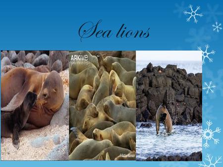 Sea lions.