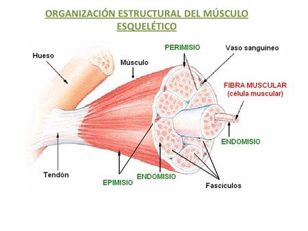 ORGANIZACIÓN ESTRUCTURAL DEL MÚSCULO ESQUELÉTICO