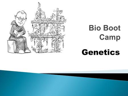 Genetics. Process of DNA being copied before cell division occurs Must make an exact copy or mutations will occur (which could be harmful) The 2 strands.