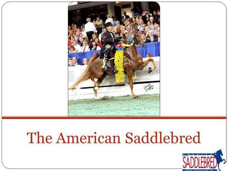 The American Saddlebred