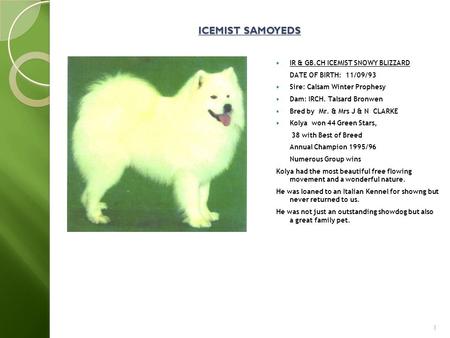 ICEMIST SAMOYEDS IR & GB.CH ICEMIST SNOWY BLIZZARD