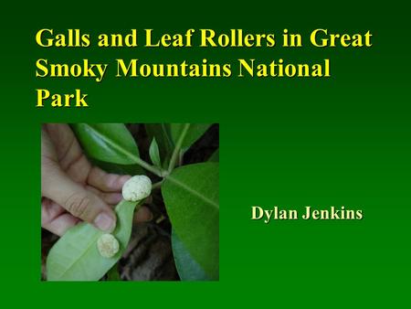 Galls and Leaf Rollers in Great Smoky Mountains National Park Dylan Jenkins.