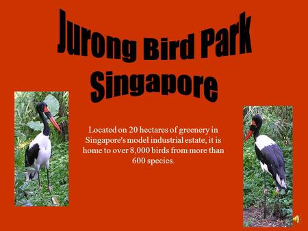 Located on 20 hectares of greenery in Singapore's model industrial estate, it is home to over 8,000 birds from more than 600 species.