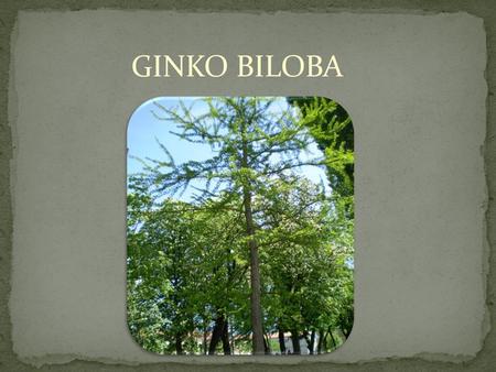 GINKO BILOBA. How to revive the old part of the town Karlovac also known as Zvijezda (eng. Star)?