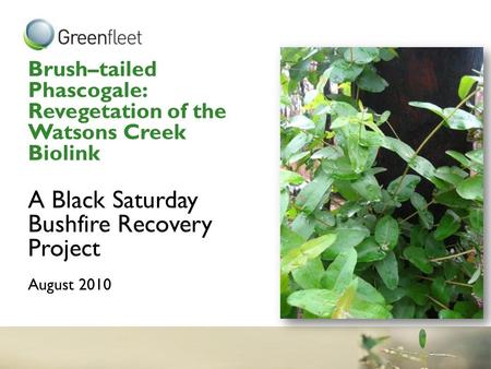 Brush–tailed Phascogale: Revegetation of the Watsons Creek Biolink A Black Saturday Bushfire Recovery Project August 2010.