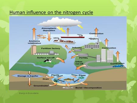 Human influence on the nitrogen cycle